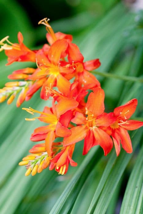 montbretia 'Spitfire'