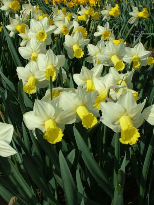 Daffodil 'Ara'