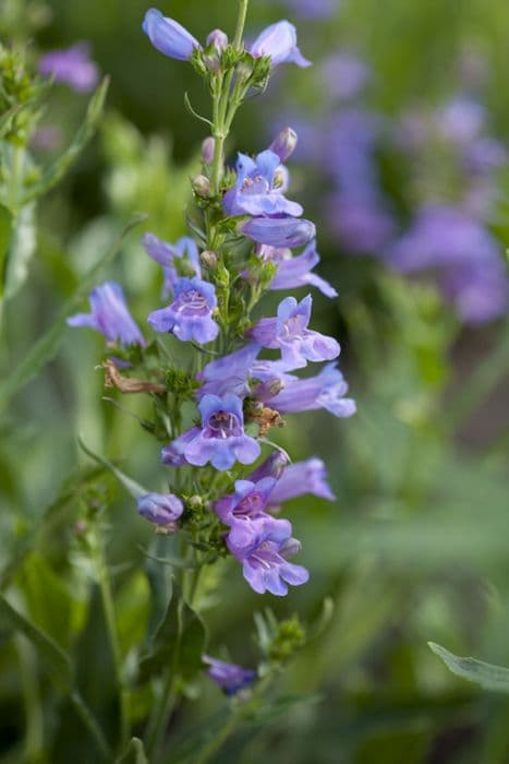 penstemon 'Heavenly Blue'