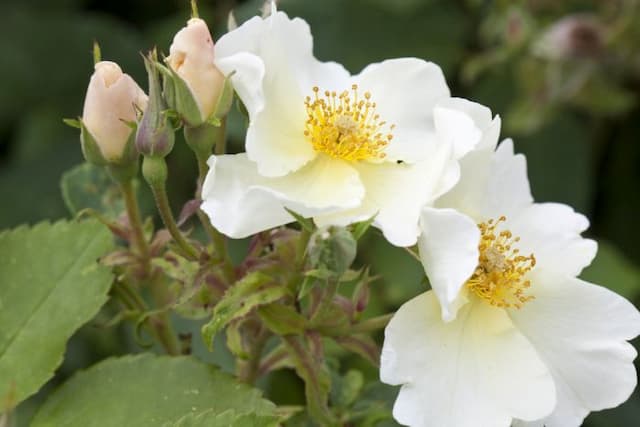 Rose [Kew Gardens]