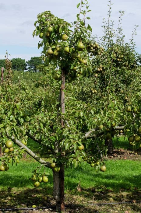 pear 'Beurré Superfin'