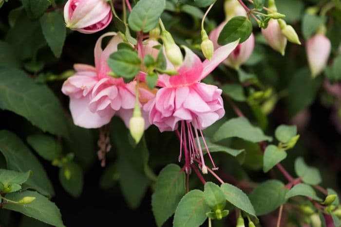 fuchsia 'Claudia'