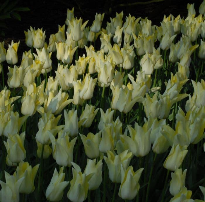 tulip 'Moonlight Girl'