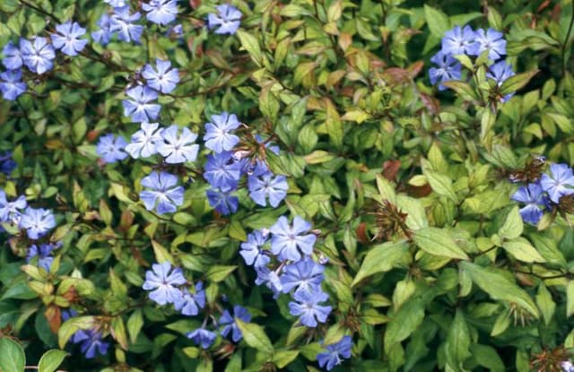 Chinese plumbago