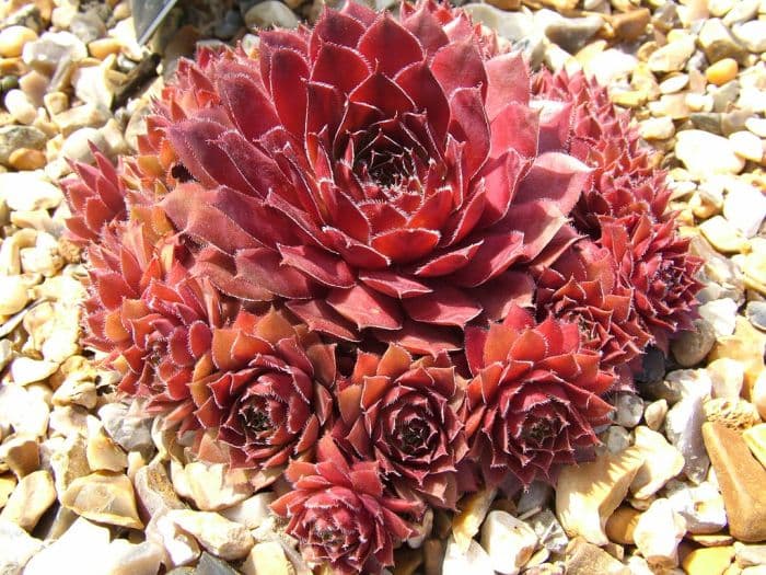 houseleek 'Rubin'