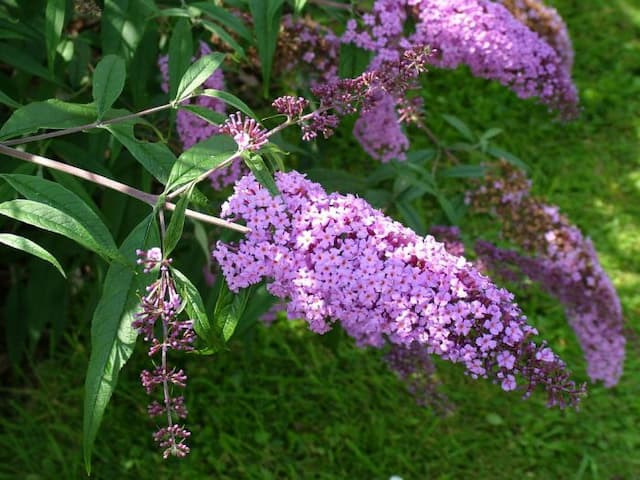 Butterfly bush 'Gonglepod'