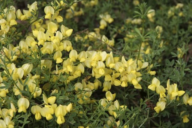 Kew broom 'Niki'