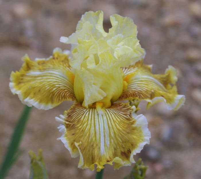 iris 'Sulphureux'