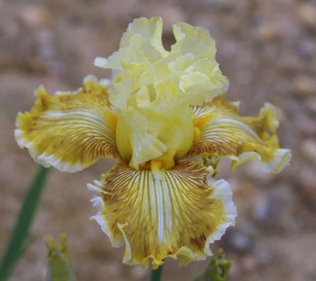 Iris 'Sulphureux'