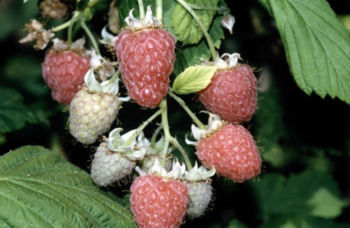 raspberry 'Glen Prosen'