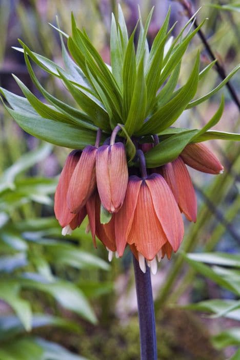 crown imperial 'William Rex'