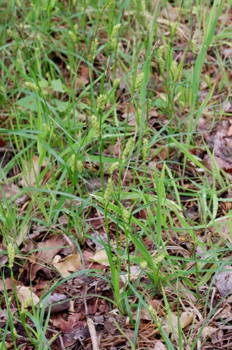 goose grass