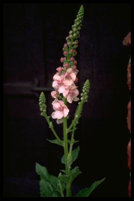 mullein 'Raspberry Ripple'