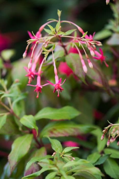 fuchsia 'Wapenveld's Bloei'