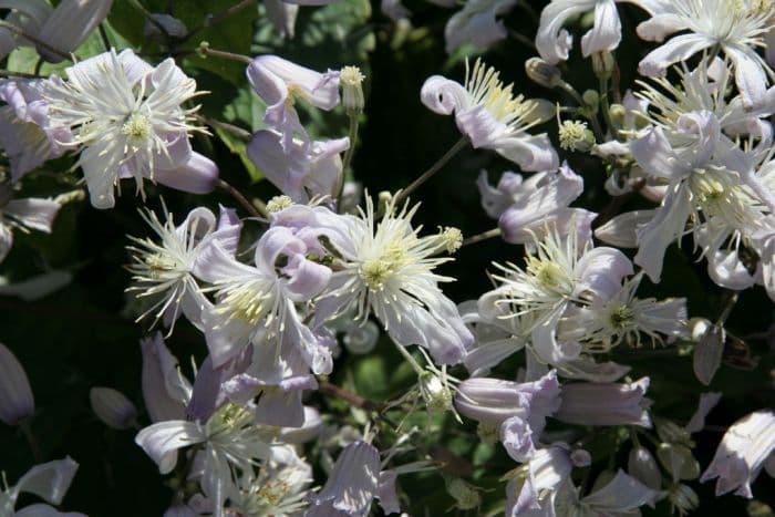 Asian clematis