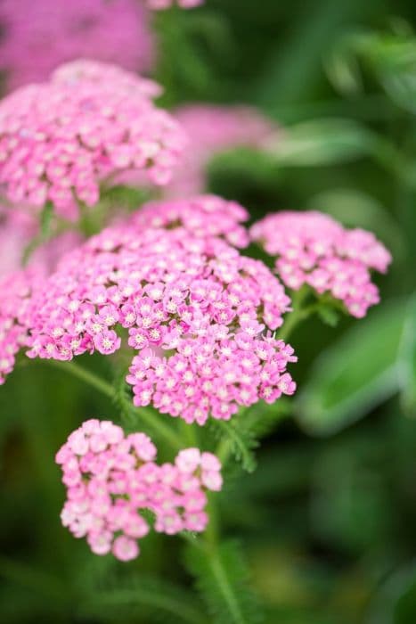 Yarrow 'Gloria Jean'