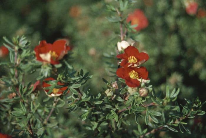 shrubby cinquefoil Marian Red Robin