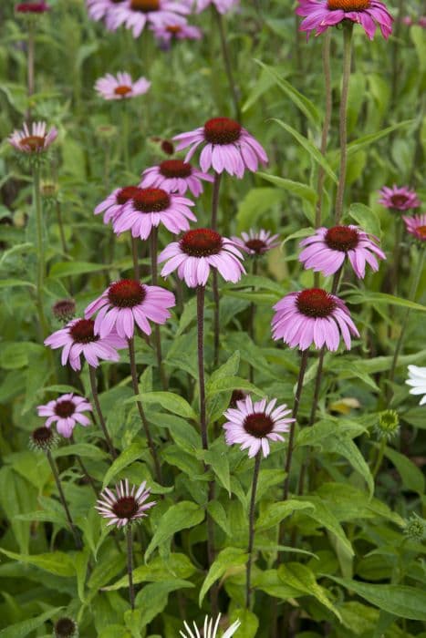 purple coneflower 'Rubinglow'