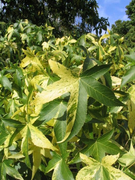 sweet gum 'Variegata'