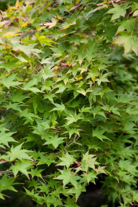 golden Japanese maple