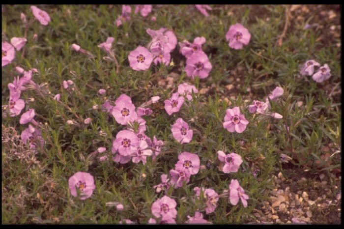 phlox 'Boothman's Variety'