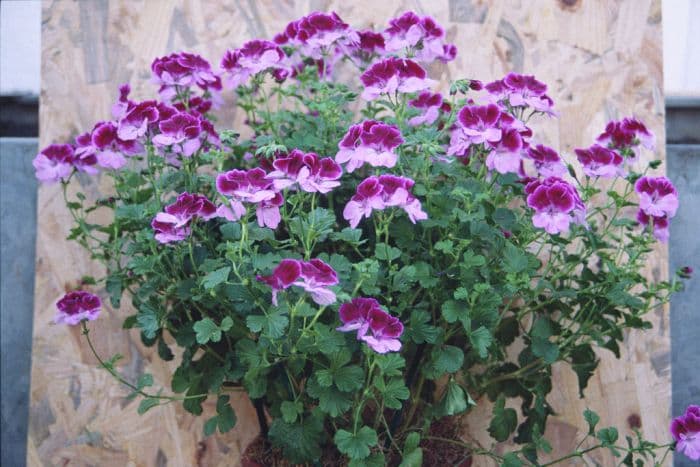 pelargonium 'Cottenham Surprise'