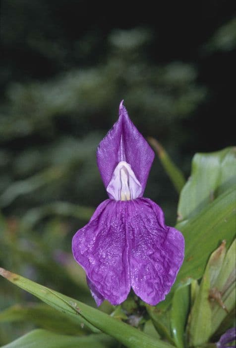 eared roscoea