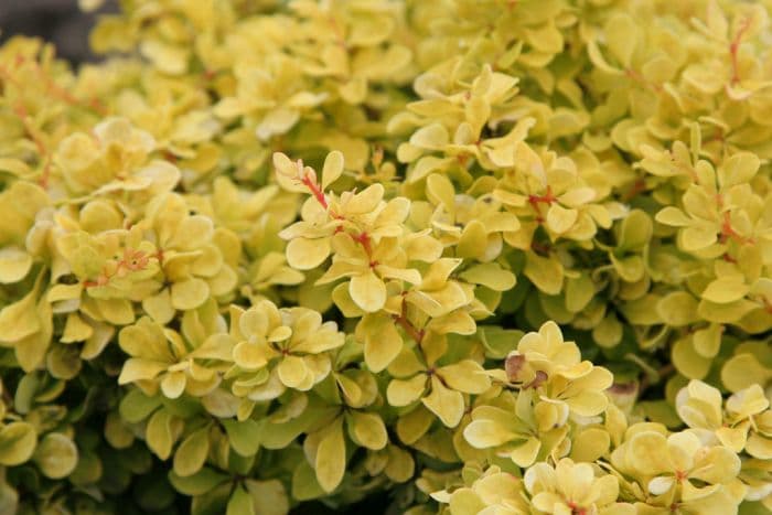 Japanese barberry [Bonanza Gold]