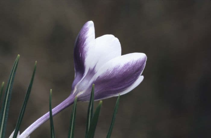 crocus 'Ladykiller'