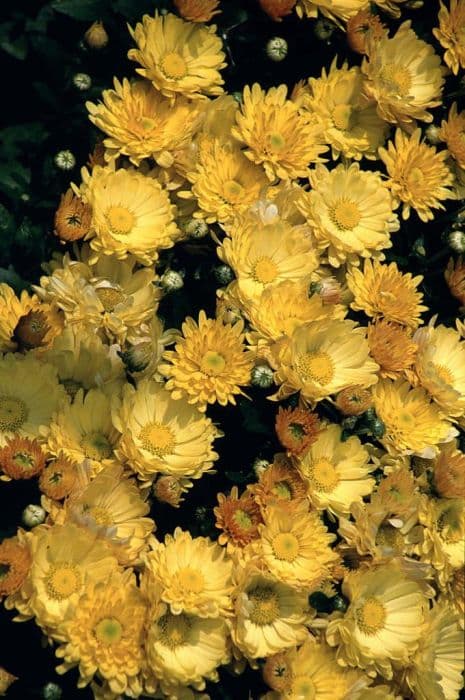 Chrysanthemum 'Rio Yellow'