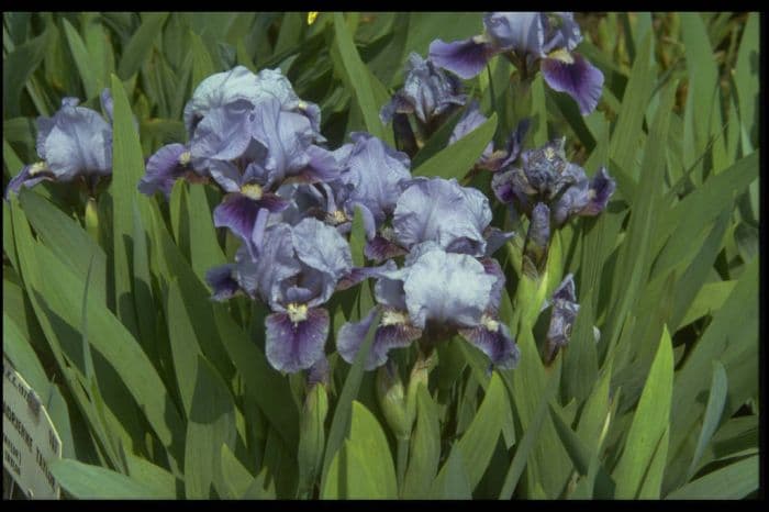 iris 'Adrienne Taylor'