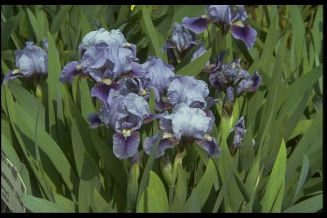 Iris 'Adrienne Taylor'