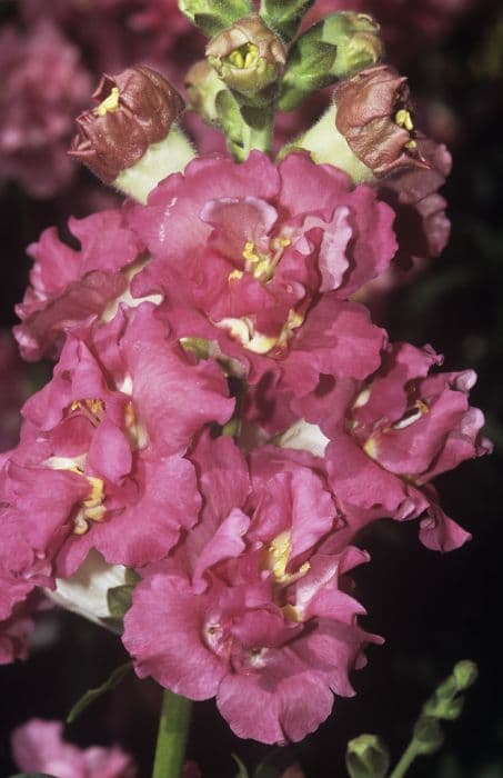 snapdragon 'Double Azalea Pink'