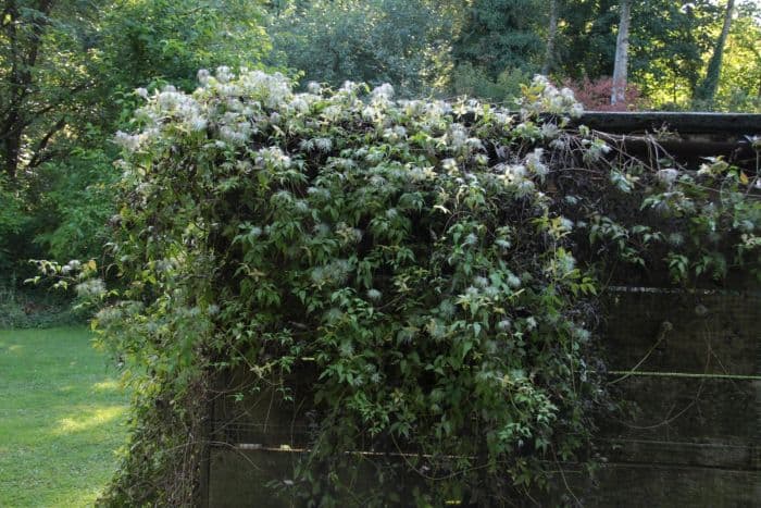 Korean clematis