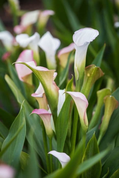 Arum lily 'Crystal Blush'