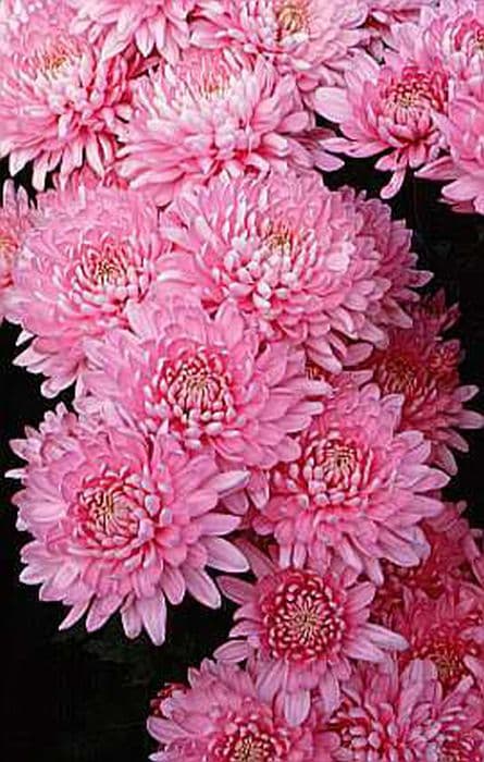 chrysanthemum 'Satin Pink Gin'