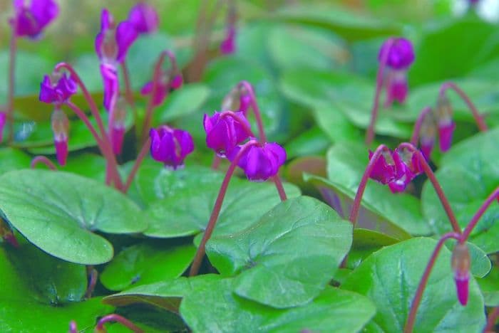 cyclamen 'Meaden's Crimson'