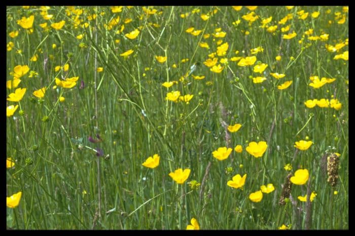 meadow buttercup