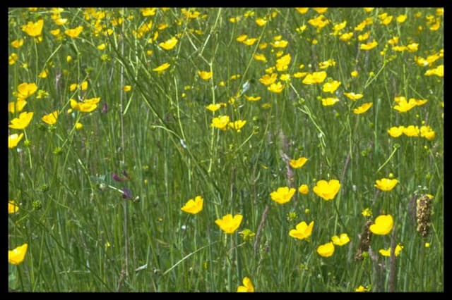 Meadow buttercup