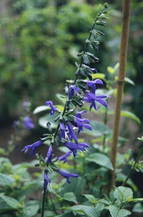 anise-scented sage 'Blue Enigma'