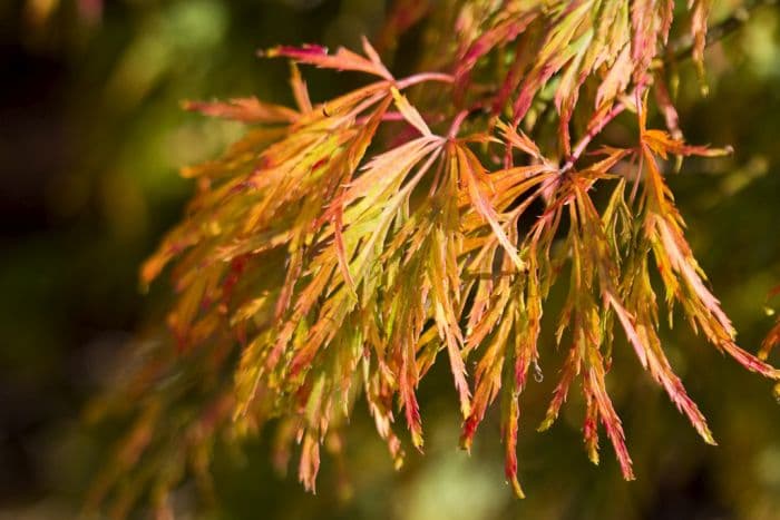 Japanese maple Dissectum Viride Group