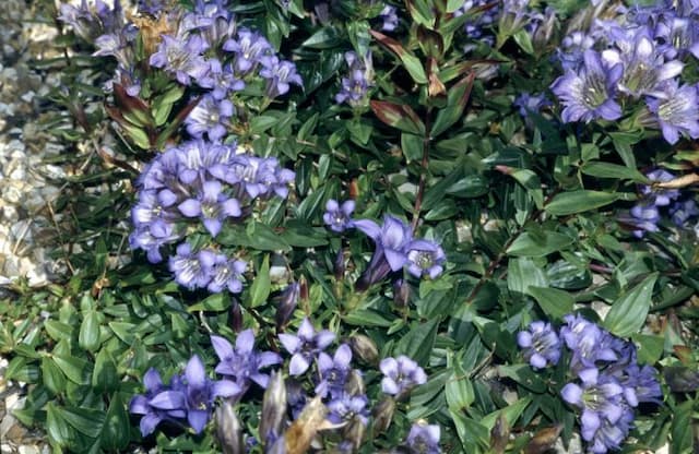 Crested gentian