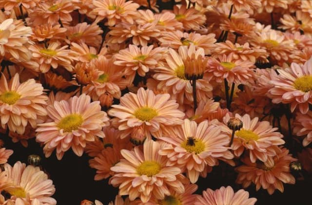 Chrysanthemum 'Peach Enbee Wedding'
