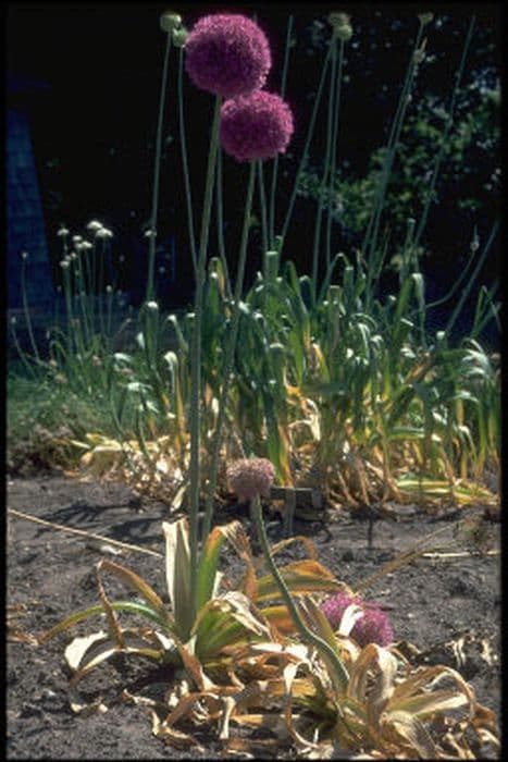 giant onion