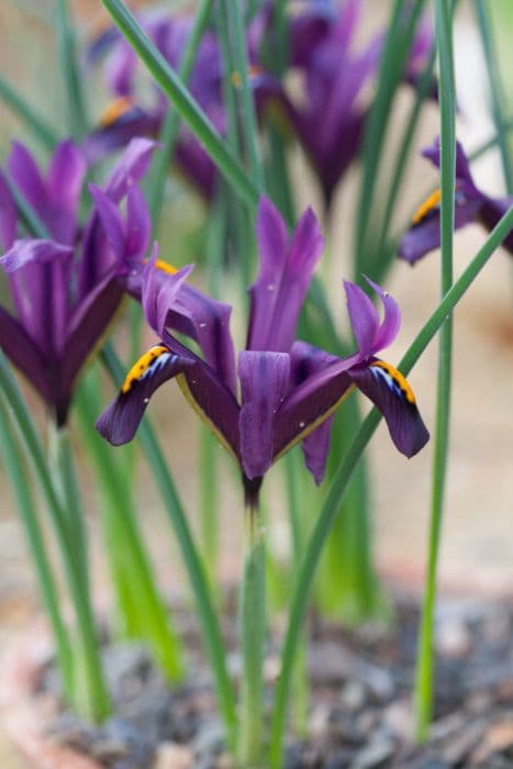 Iris 'J.S. Dijt'