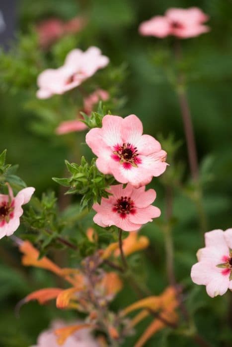 Hopwood's cinquefoil