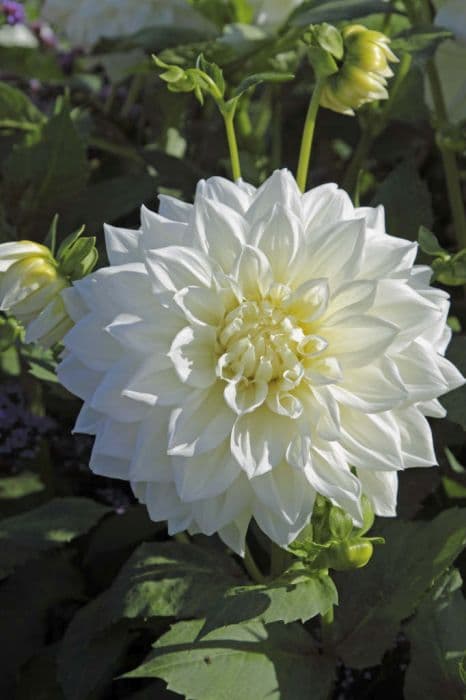 dahlia 'White Alva's'