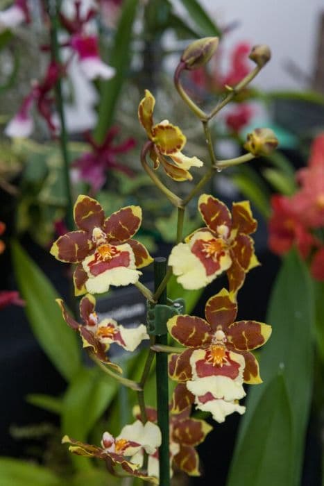 Dancing lady orchid Jungle Monarch gx