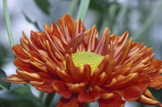 Chrysanthemum 'Galaxy'