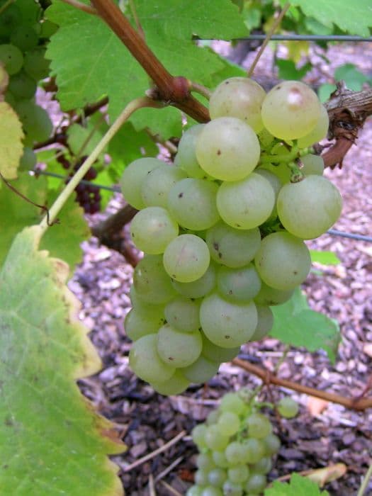 grape 'Chasselas'